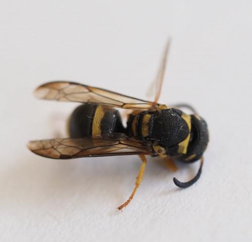 Ancistrocerus sp.